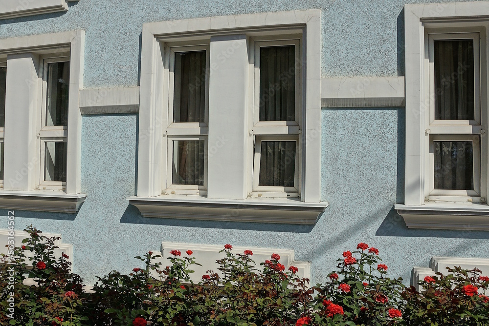 a row of white windows on the blue concrete wall of the house behind the green bushes of plants with red flowers roses on the street