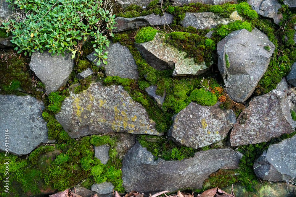 stone wall with moss 01