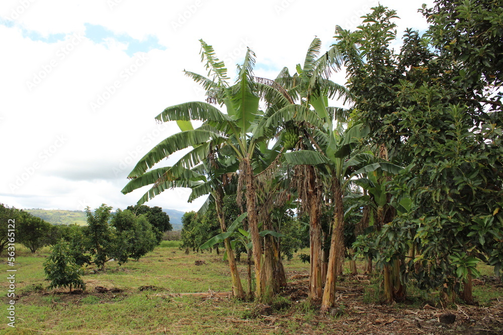 Fototapeta premium Cultivo y cosecha de aguacates en la región Orinoquía de Colombia, diversidad de árboles de aguacate, tipos de hoja del cultivo proceso de siembre y características de algunas plagas.