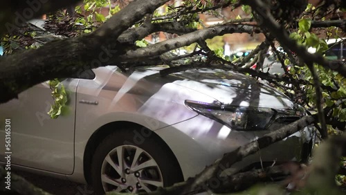 Branches of dry uprooted fallen tree destructed parked car surface, danger on the streets during heavy thunderstorm, meteorology emergency and hurricane damage