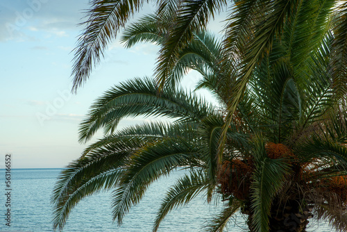 Palm tree leaves on light blue sea and sky background. Tropical sunset seascape for poster  branding  calendar  multicolor card  banner  cover  post  website. High quality photo