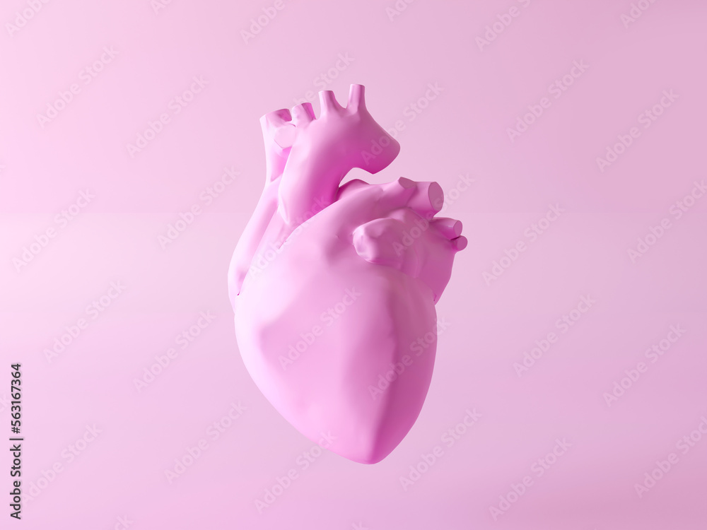 Isolated human heart. Anatomically correct heart with venous system