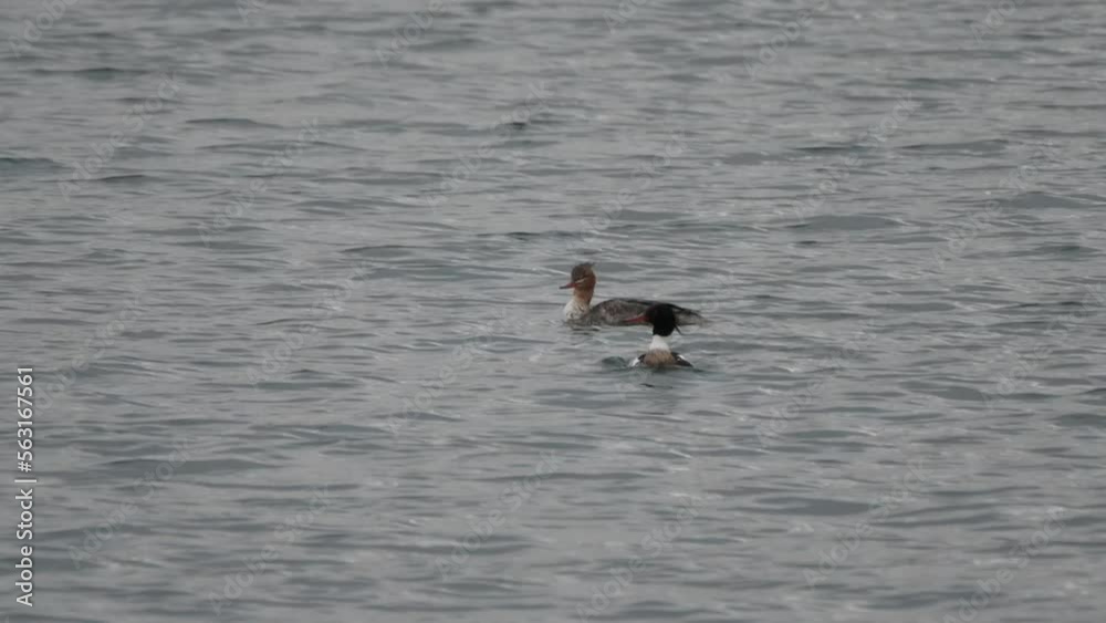 red breasted merganser in a sea red breasted merganser in a sea