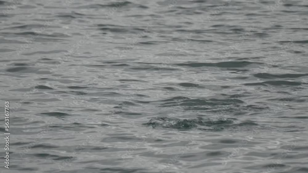red breasted merganser in a sea red breasted merganser in a sea
