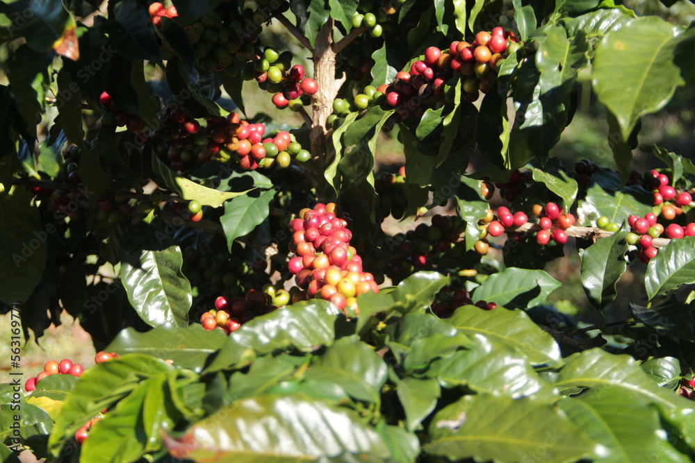 Obraz premium cafe natural 