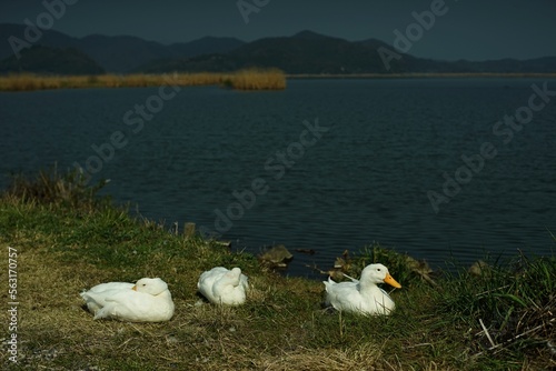 春の西の湖でひなたぼっこするアヒル photo