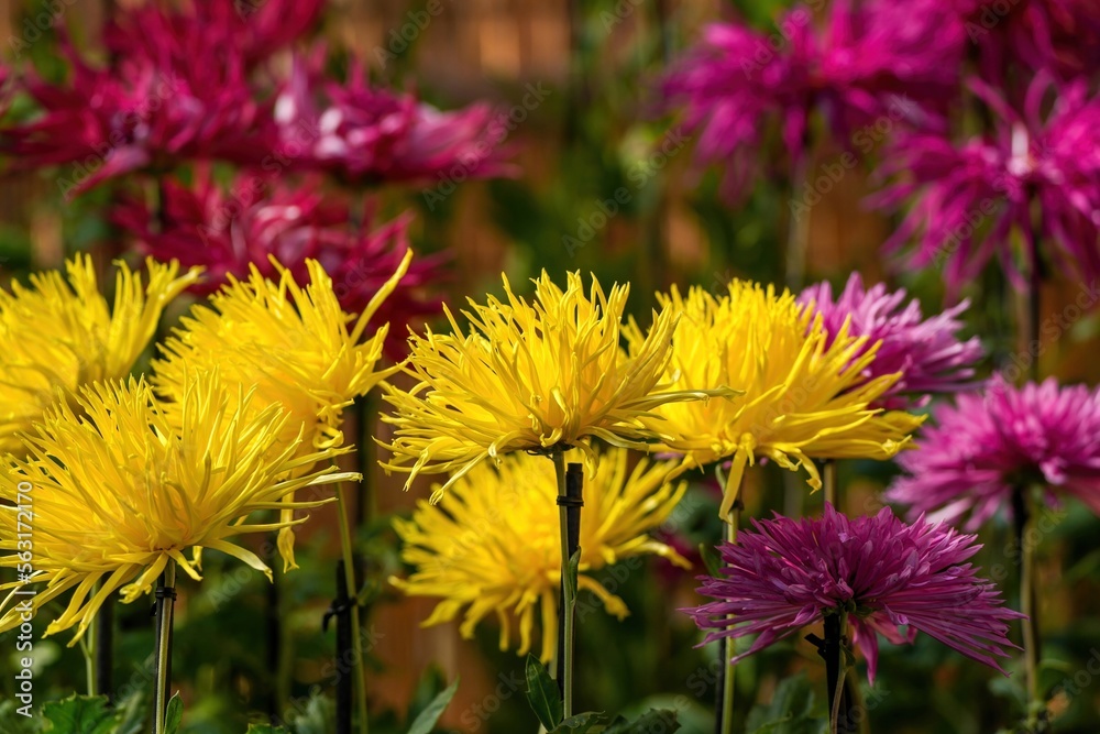 Obraz premium 光を浴びて輝く満開の黄色い大輪の菊