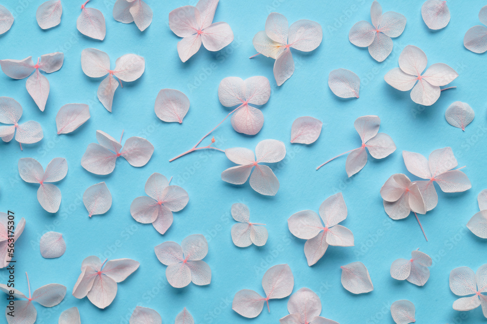 Flat lay composition with beautiful hortensia flowers on light blue background Flat lay composition with beautiful hortensia flowers on light blue background