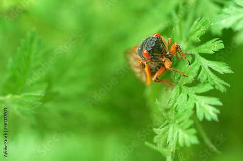 Periodical cicada (17 year locust);  Maryland photo