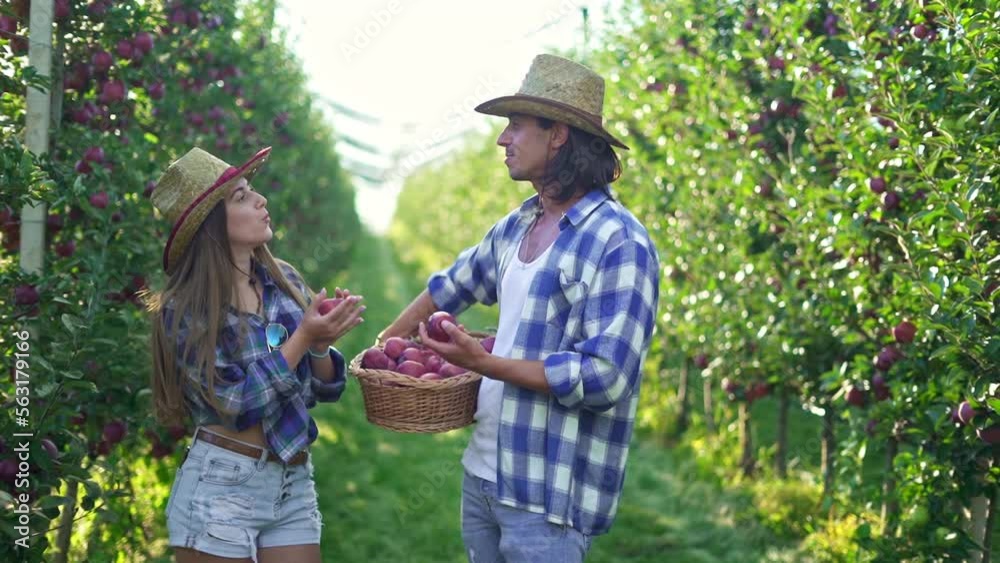 Happy farmers in the apple orchard holding box of apples and talking about their harvest. Happy farmers in the apple orchard holding box of apples and talking about their harvest.