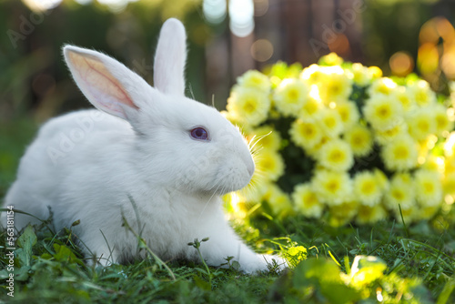 Cute white rabbit near flowers on green grass outdoors. Space for text