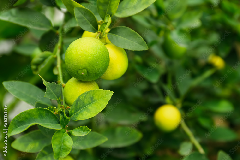 Ripe limes growing on tree branch in garden, closeup. Space for text