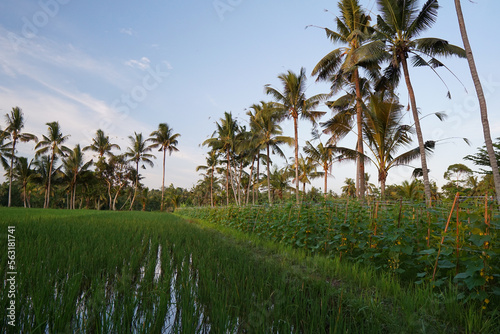 Wallpaper Mural rice field and sky with clouds Torontodigital.ca
