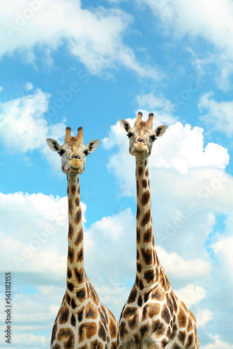 Cute giraffes against cloudy sky. African fauna © New Africa