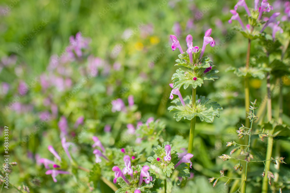 春の野原に咲くホトケノザ(Lamium amplexicaule) 春の野原に咲くホトケノザ(Lamium amplexicaule)