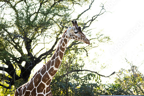 Photography giraffe in the wild