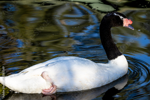 Fototapeta Naklejka Na Ścianę i Meble -  swan on the lake