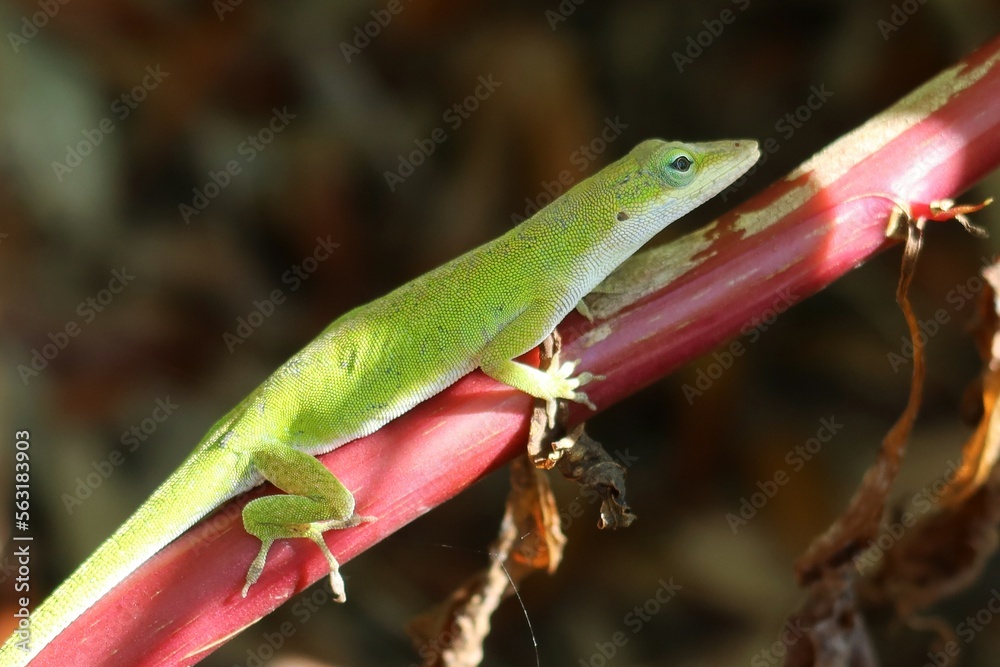 Green tropical anole lizard on red branch in Florida nature, closeup Green tropical anole lizard on red branch in Florida nature, closeup