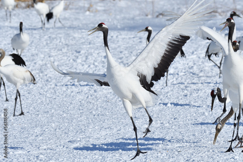 Bird watching, red-crowned crane, in winter