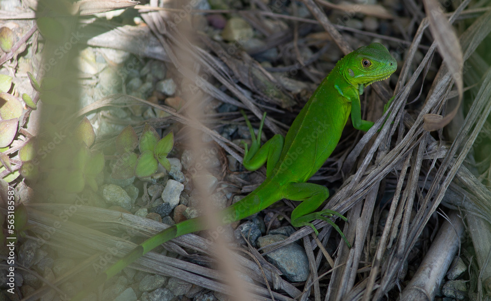 Lizard in nature Lizard in nature