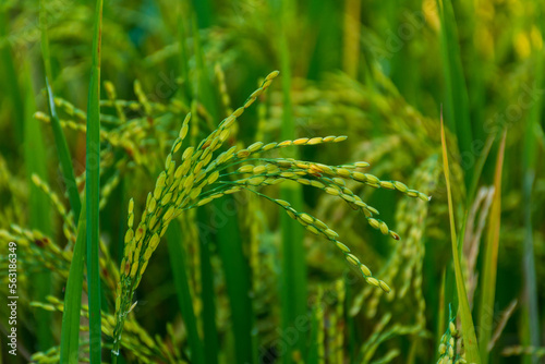 Rice field © Naushad