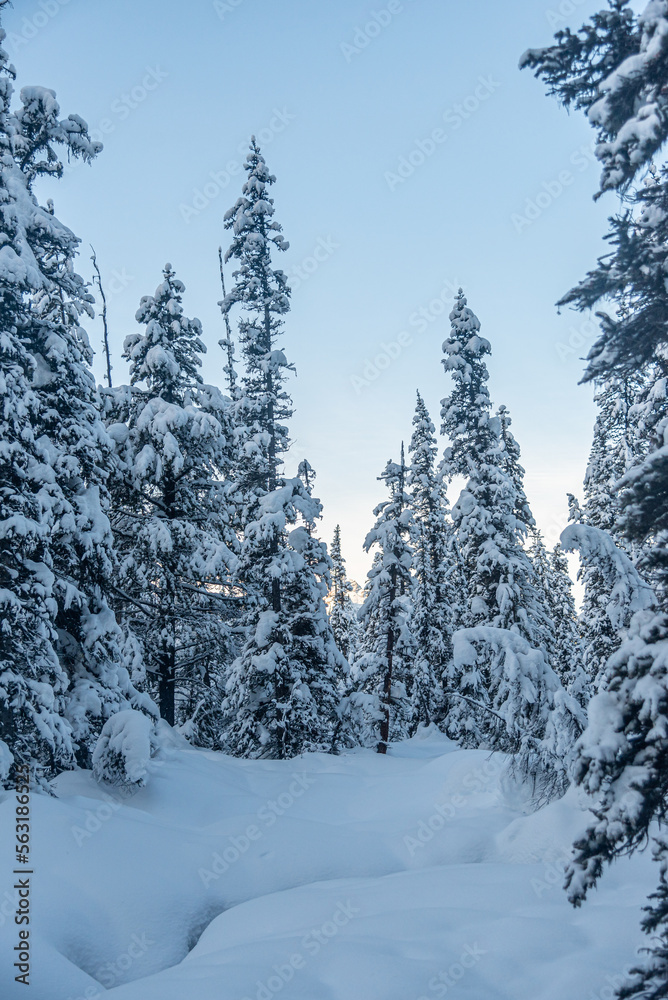 Forest in Banff National Park