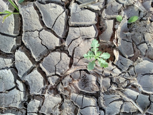 dry cracked earth