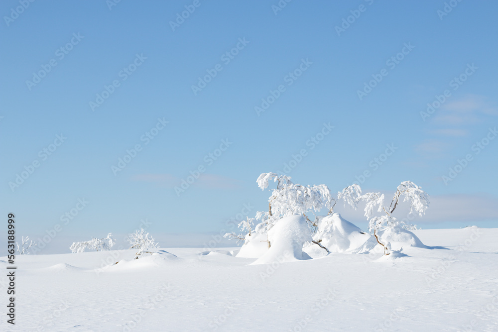 Frozen snow covered trees in winter landscape, Hokkaido, Japan