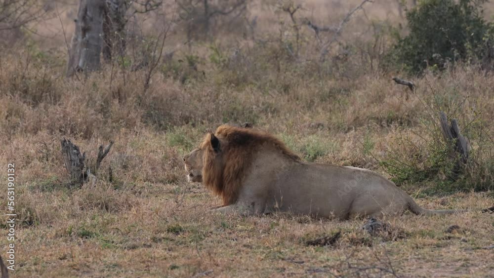 Male Lion Grunting On Cold Morning Male Lion Grunting On Cold Morning