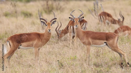 Pair Of African Impala Antelope Turn To Camera photo