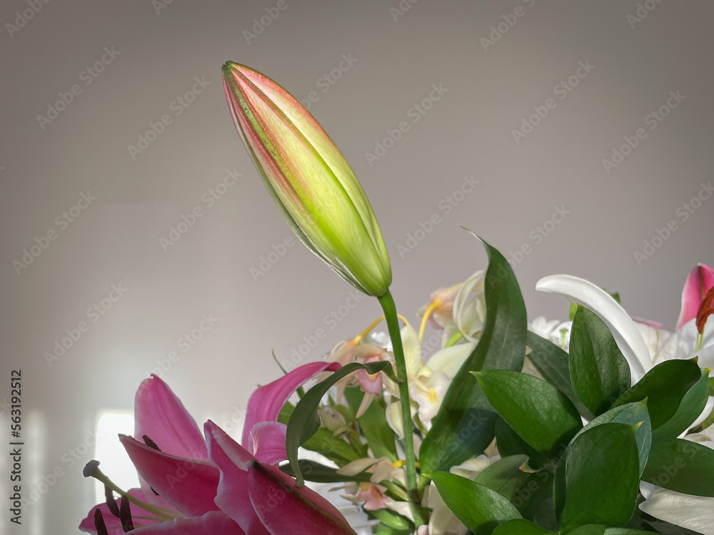 Obraz premium Close up of a pink lilie's bud.