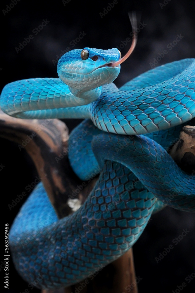 Fototapeta premium Trimesurus Face