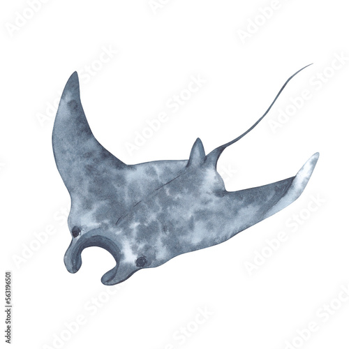 Spotted manta ray, underwater creature, sea devil, side view. Hand-drawn watercolor illustration.