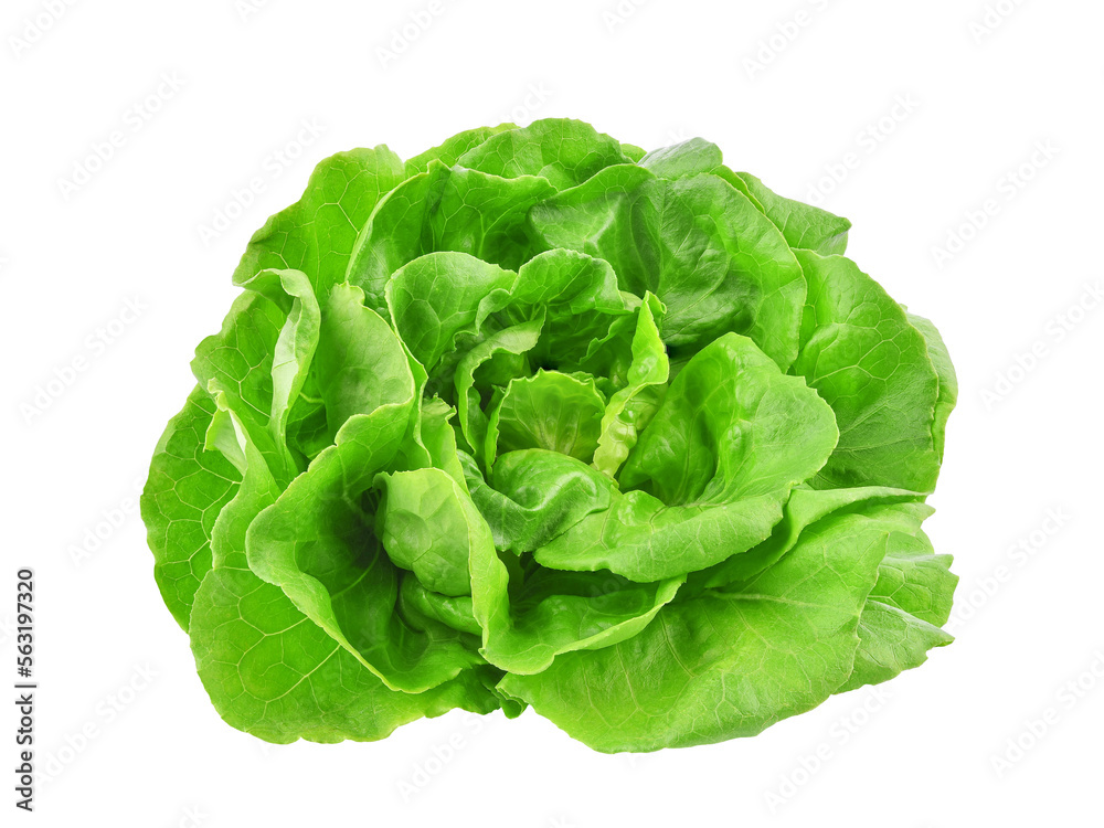 Green butterhead lettuce isolated on transparent background. PNG Green butterhead lettuce isolated on transparent background. PNG