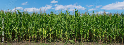 Bright blue sky with clouds cornfield close up panorama backdrop background 