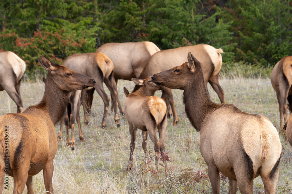 herd of elk grazing