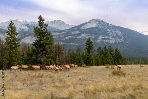 elk in the mountains