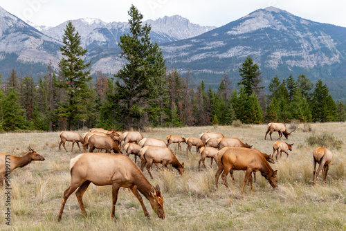 elk in the mountains
