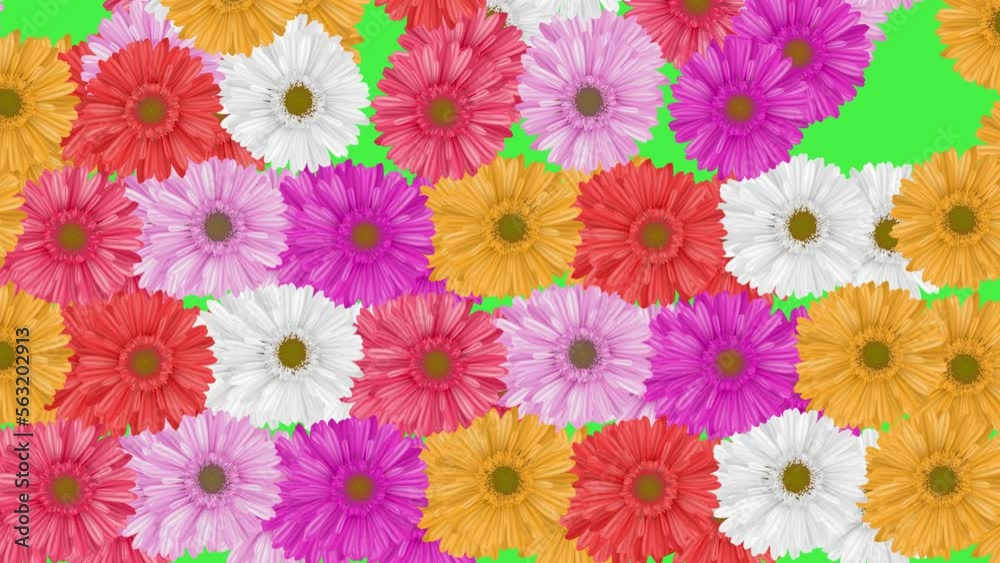 Daisy Flowers Transition Daisy Flowers Transition
