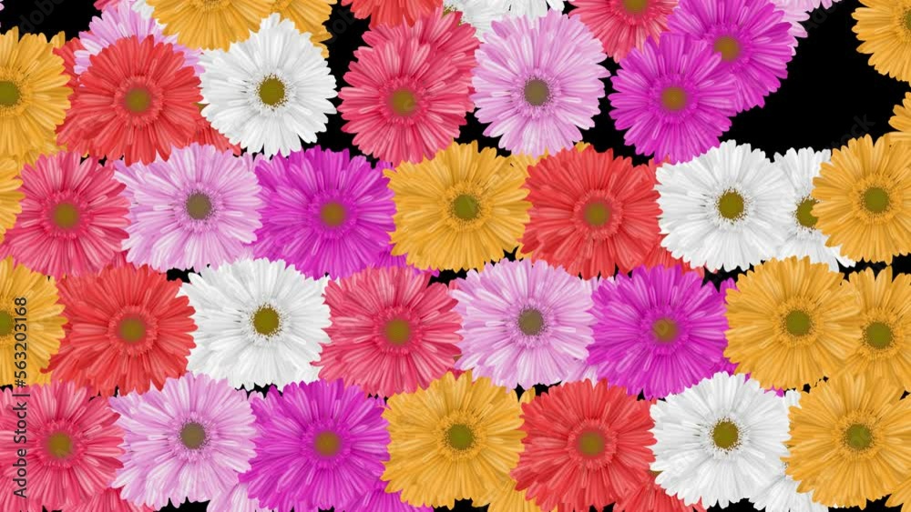 Daisy Flowers Transition Daisy Flowers Transition