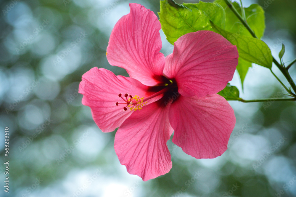 Obraz premium Close Up Macro View Beautiful Fresh Red Blooming Hibiscus Flower With Blurry Bokeh Light Background