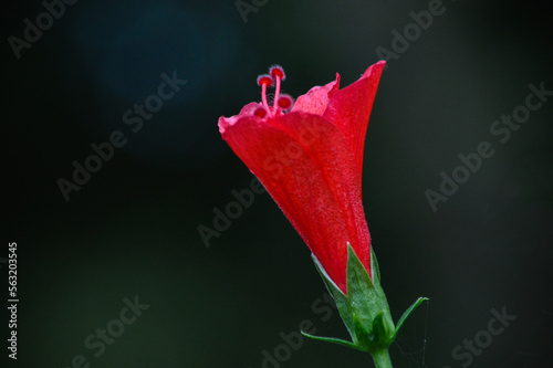 Close Up Macro View Pretty Small Red Hibiscus Or Rose mallow Flower With Blurry Dark Green Background
