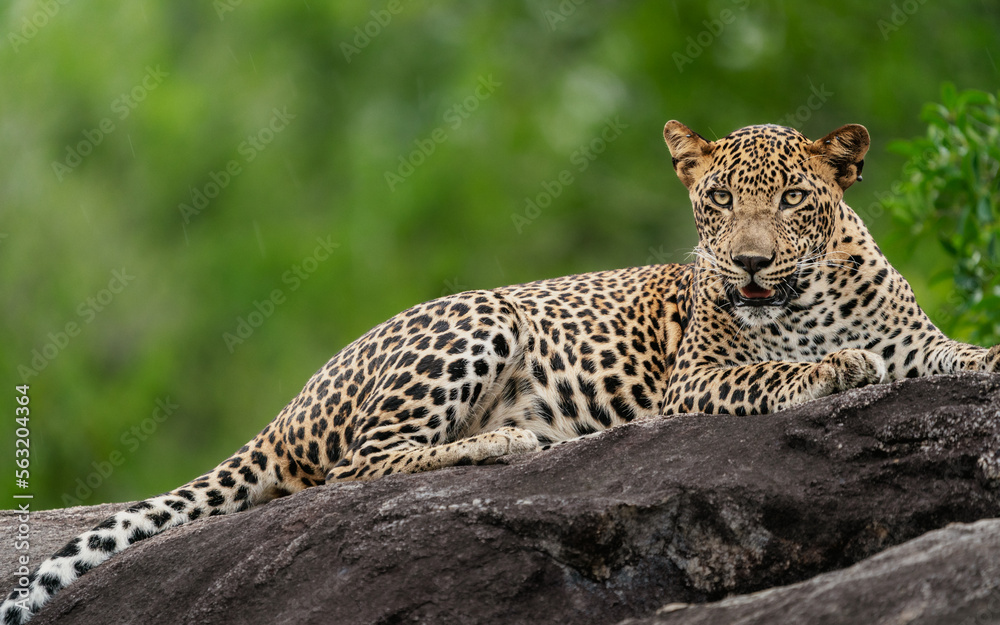 Sri Lankan leopard cub sitting on a rock. A leopard cub in the nature habitat in Yala National Park in Sri Lanka. Sri Lankan leopard cub sitting on a rock. A leopard cub in the nature habitat in Yala National Park in Sri Lanka.