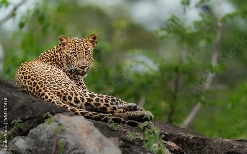 Fototapeta na wymiar Sri Lankan leopard resting on a rock looking at the lens. Amazing leopard in the nature habitat. Wildlife scene from Yala National Park, Sri Lanka. 