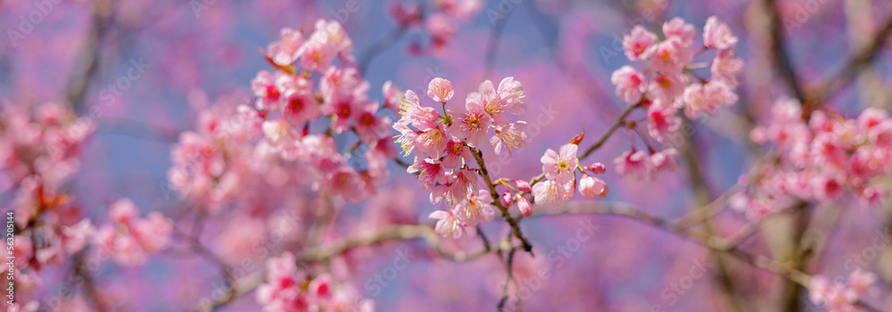 closeup of Wild Himalayan Cherry flower at park