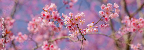 closeup of Wild Himalayan Cherry flower at park