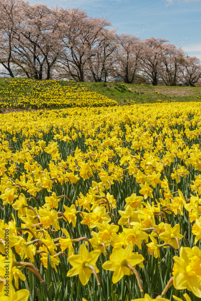 field of yellow daffodils by the river in Suwa, Nagano, Japan