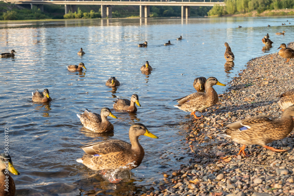 Fototapeta premium a flock of wild ducks come out of the water to the shore, close-up, selective focus