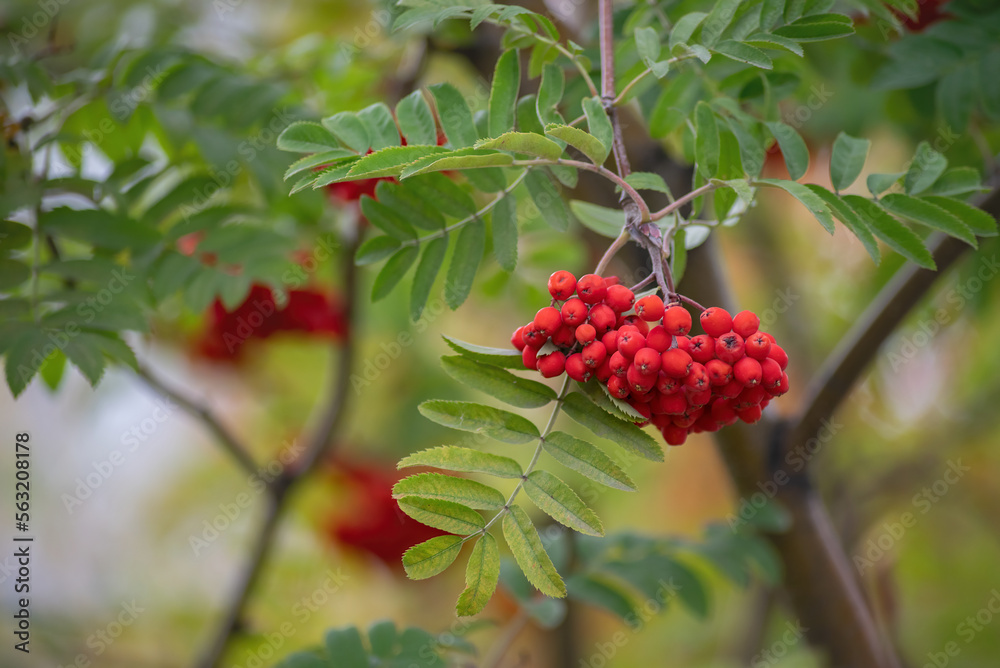 beautiful red mountain ash berries before autumn, close-up