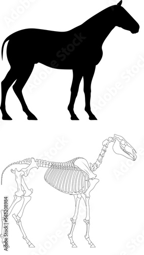 Horse skeleton. Anatomy of an animal. Drawn horse bones.
